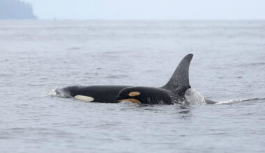 Want to see a whale? Try watching from shore