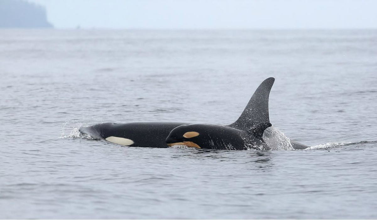 Want to see a whale? Try watching from shore