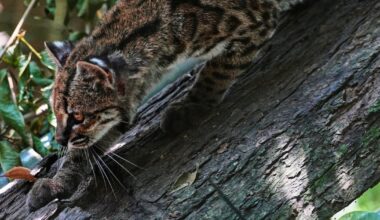Tiny wild cat, identified as new species, shies away from curious visitors - CTV News