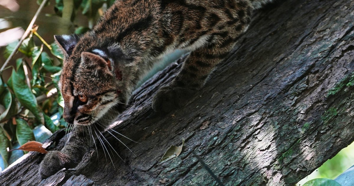 Tiny wild cat, identified as new species, shies away from curious visitors - CTV News