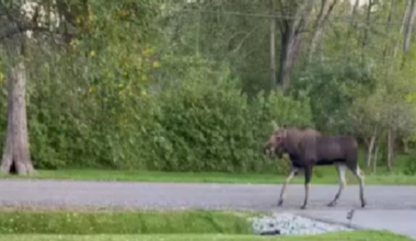 Moose spotted in Victoria Harbour