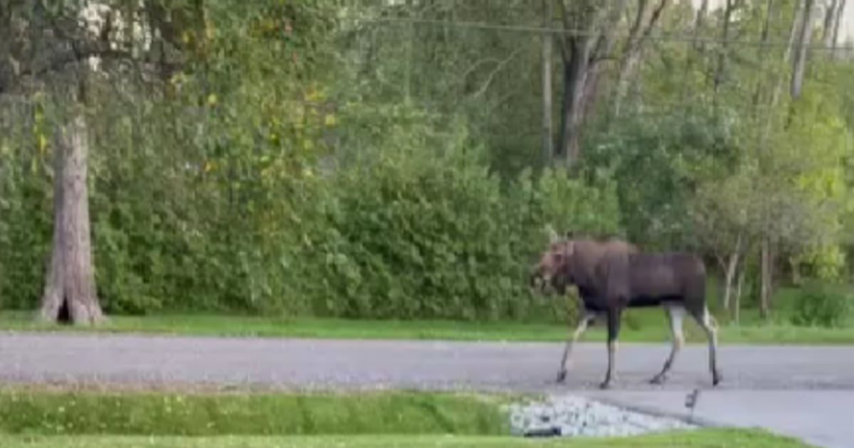 Moose spotted in Victoria Harbour
