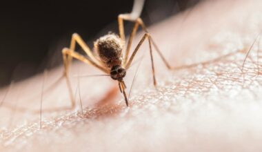 Ottawa Public Health confirms two human cases of West Nile virus in Ottawa - CTV News