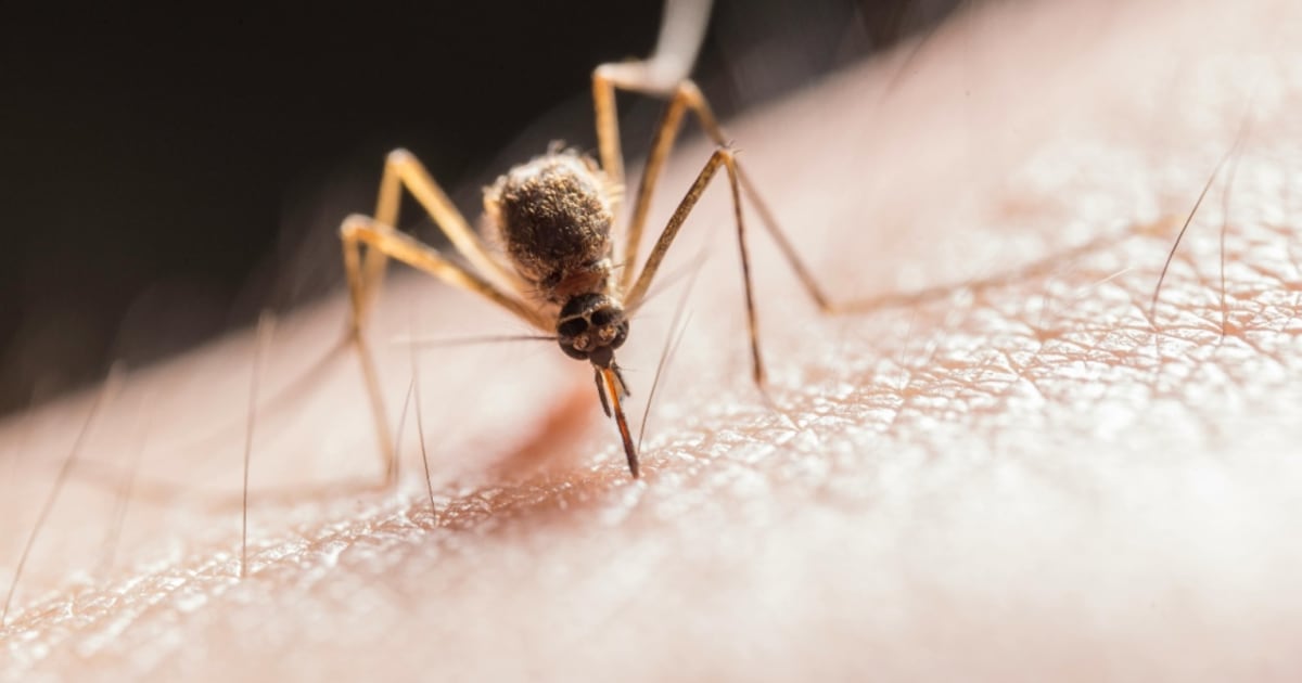 Ottawa Public Health confirms two human cases of West Nile virus in Ottawa - CTV News
