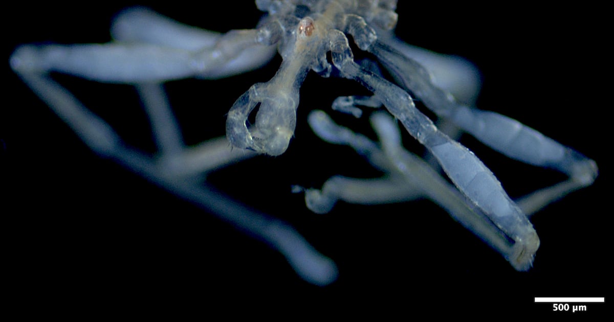 ‘Nightmare fuel’: 2 sea spider species discovered off B.C. coast - CTV News