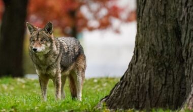 Coyote attacks: Is the coexistence strategy working? Experts weigh in