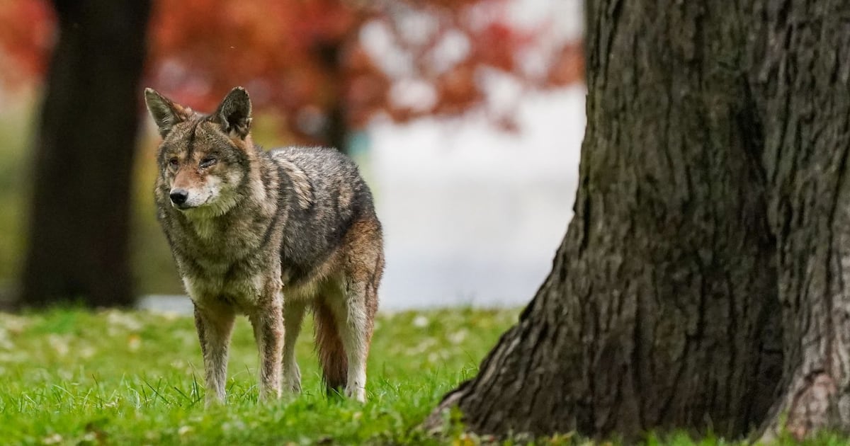 Coyote attacks: Is the coexistence strategy working? Experts weigh in