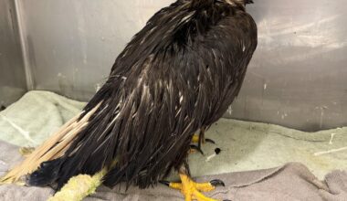 Rescued eagle taken to Hobbitstee Wildlife Refuge