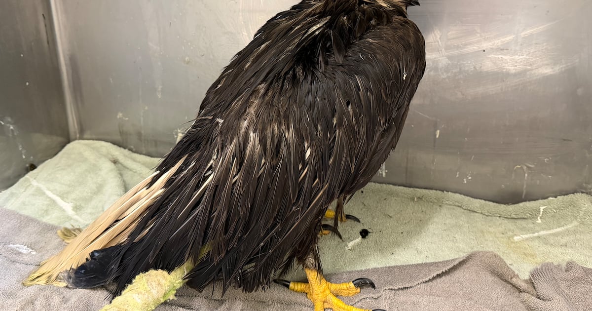 Rescued eagle taken to Hobbitstee Wildlife Refuge