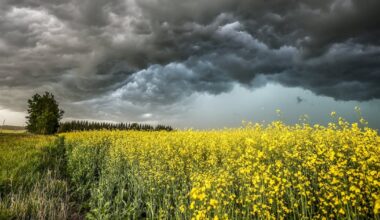 Wheat production drops, canola output flat: StatCan