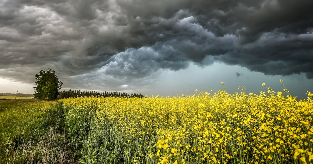 Wheat production drops, canola output flat: StatCan