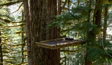 Why do people return to Vancouver Island year after year to protect the forests?
