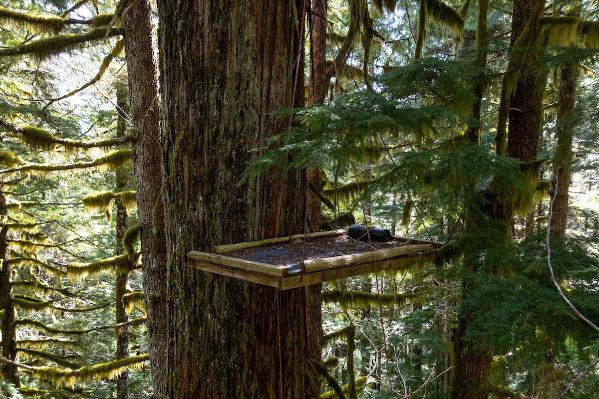 Why do people return to Vancouver Island year after year to protect the forests?
