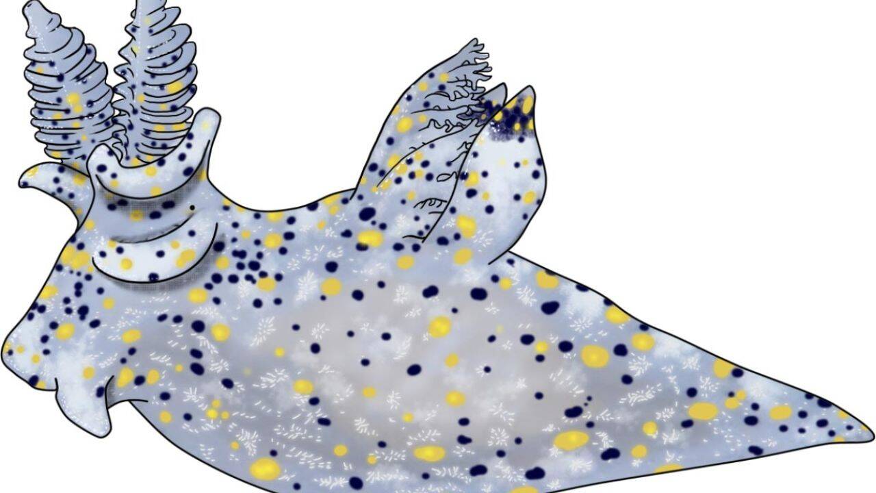 Details of appearance, hand-drawn on a tablet by Chen-Lu Lee. Image Credit: Chen-Lu Lee A tiny sea slug with a distinctive appearance