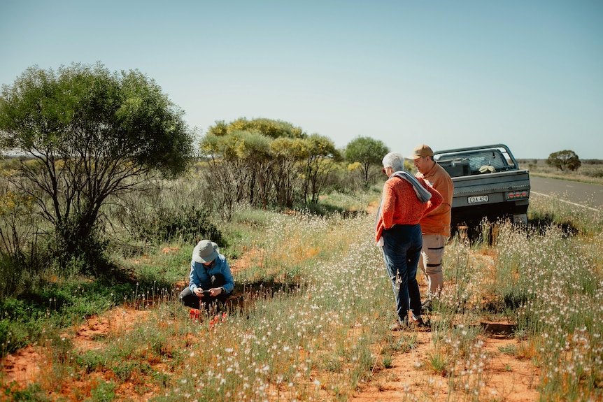Tour guests photograph sturt desert peas and other flowers on the roadside in the midday sun.