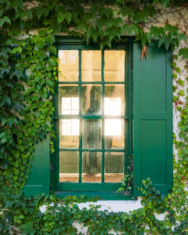 A green-framed window with shutters is surrounded by climbing ivy on a white wall, with sunlight reflecting off the glass.