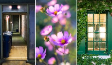A triptych showing a dark alleyway with trash bins, a cluster of pink cosmos flowers, and a green-framed window covered in ivy.