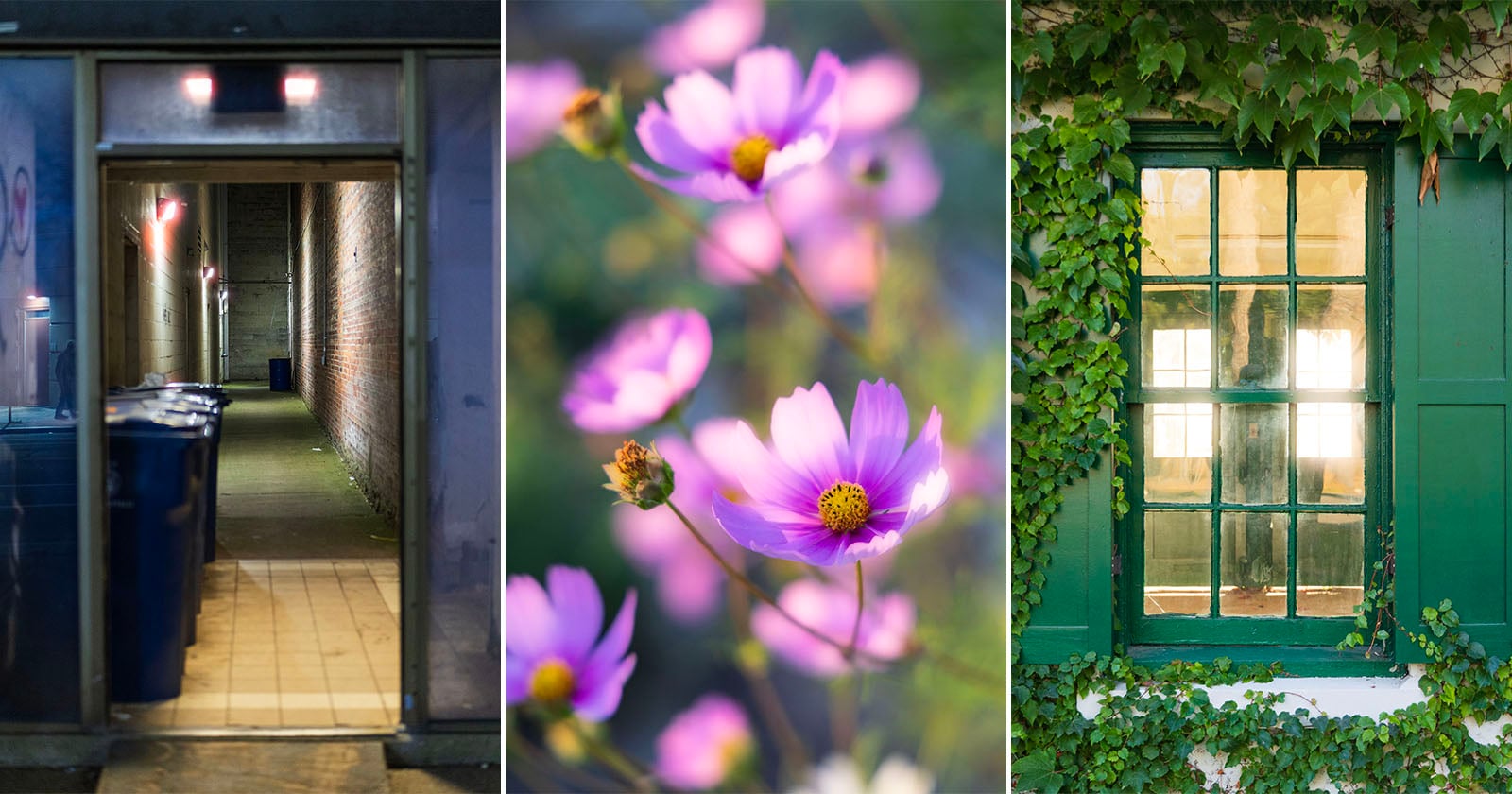 A triptych showing a dark alleyway with trash bins, a cluster of pink cosmos flowers, and a green-framed window covered in ivy.