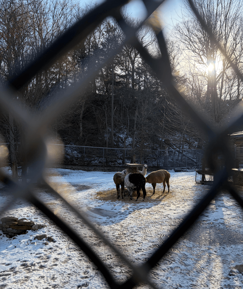 Animals at Hight Park