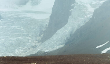 Ursus maritimus and the Specter of Solitude