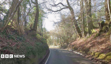 A country lane. Trees are on either side. It is narrow and windy.