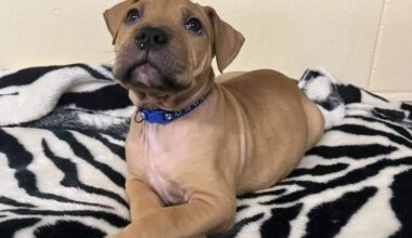 Towels, cat food and more donations needed at Brampton animal shelter