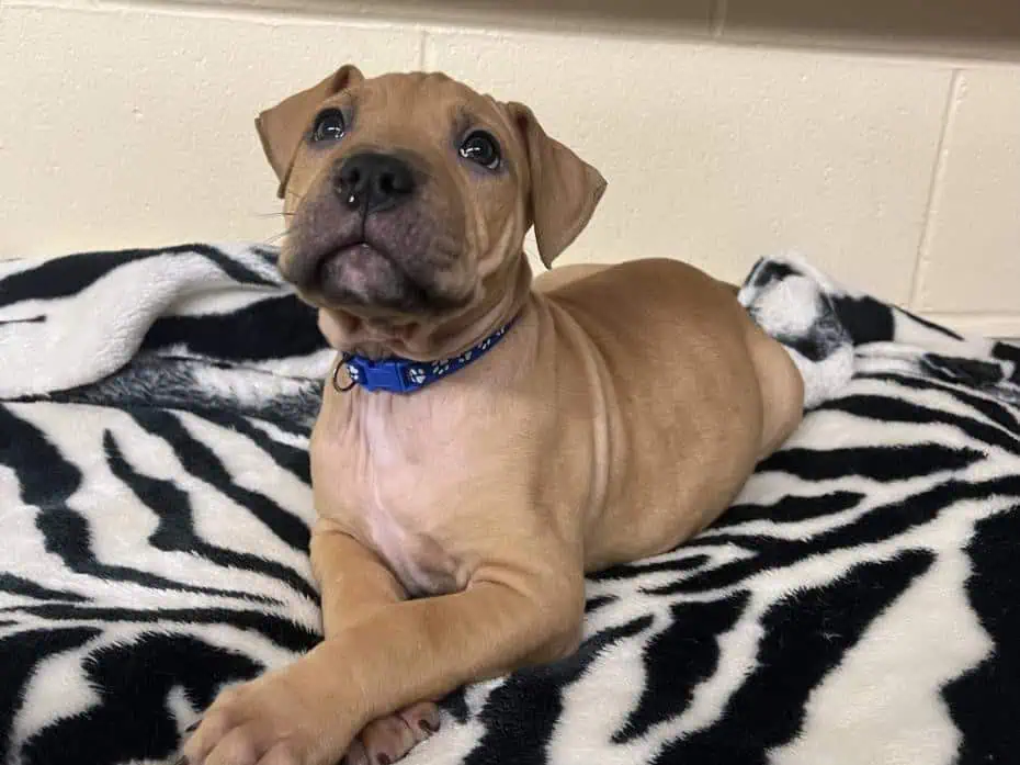 Towels, cat food and more donations needed at Brampton animal shelter