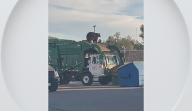 Bear accidentally dumped into trash truck after climbing inside trash container