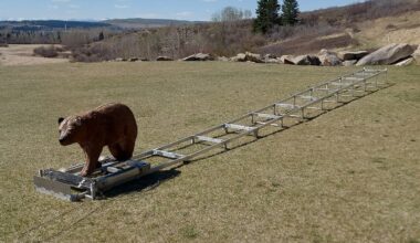 Bear simulator to put spray skills to the test on Saturday