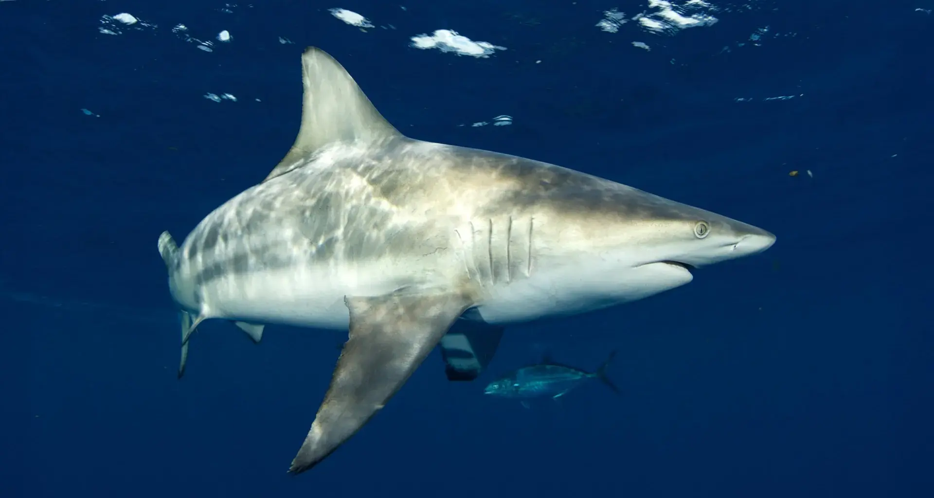 Sharks can hear nearly 250 feet away and pinpoint the source