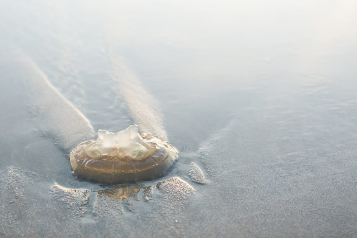 Why jellyfish can still sting when they're dead