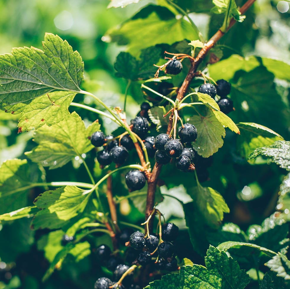 black currant on branch in garden
