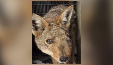 Studio City coyote with extremely swollen face euthanized
