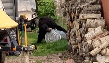 Bear complaints around La Ronge more than triple since 2024