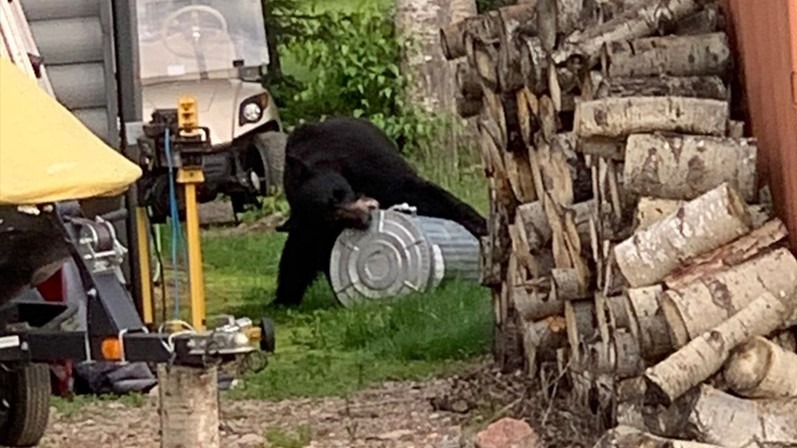 Bear complaints around La Ronge more than triple since 2024