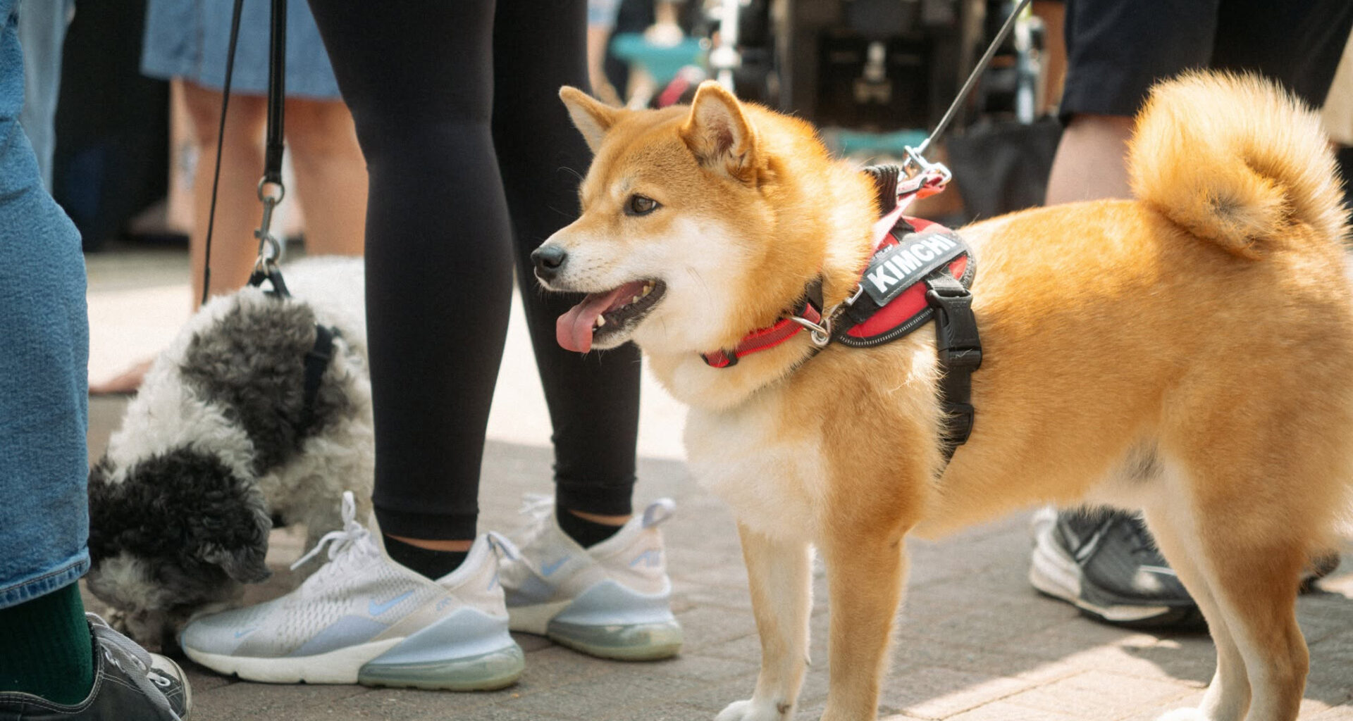 dogsville festival mississauga