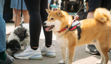 dogsville festival mississauga