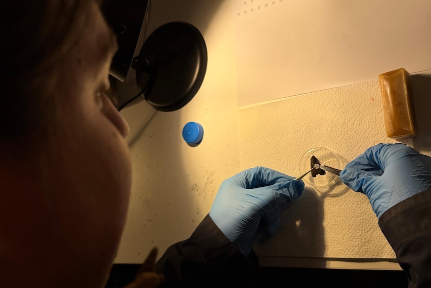 Researcher tagging bogong moth