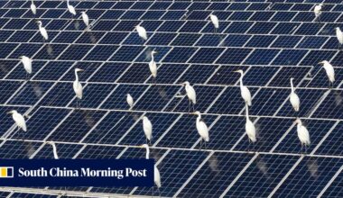 Study that argued China’s solar policy hurt birds may have miscounted 2 billion egrets