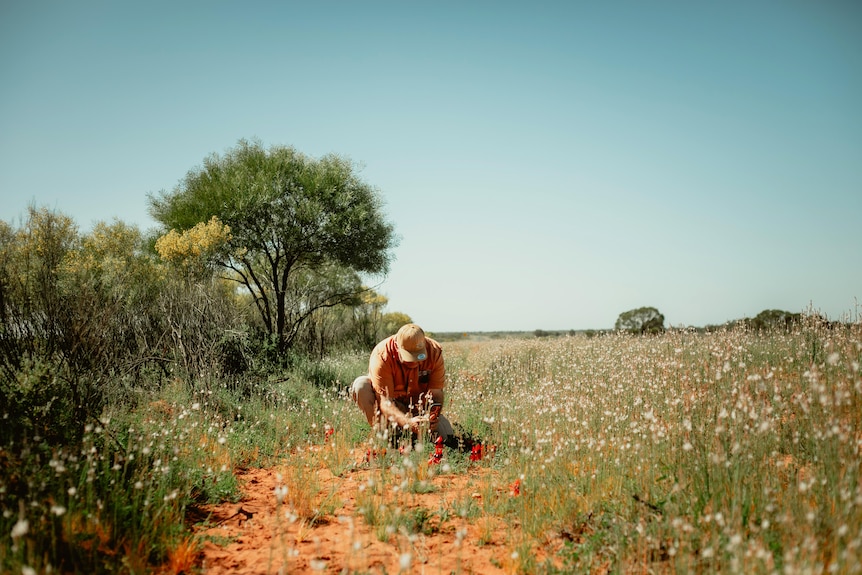 Tour guide Dave Doyle photographs Sturt Desert Peas on the road between Menindee and Broken Hill. 