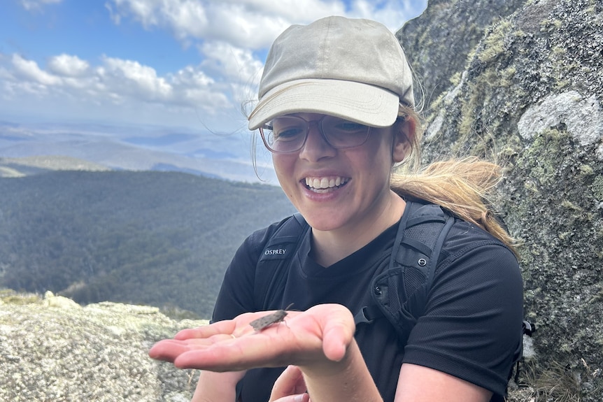 A woman holds a bogong moth in the palm of her hand