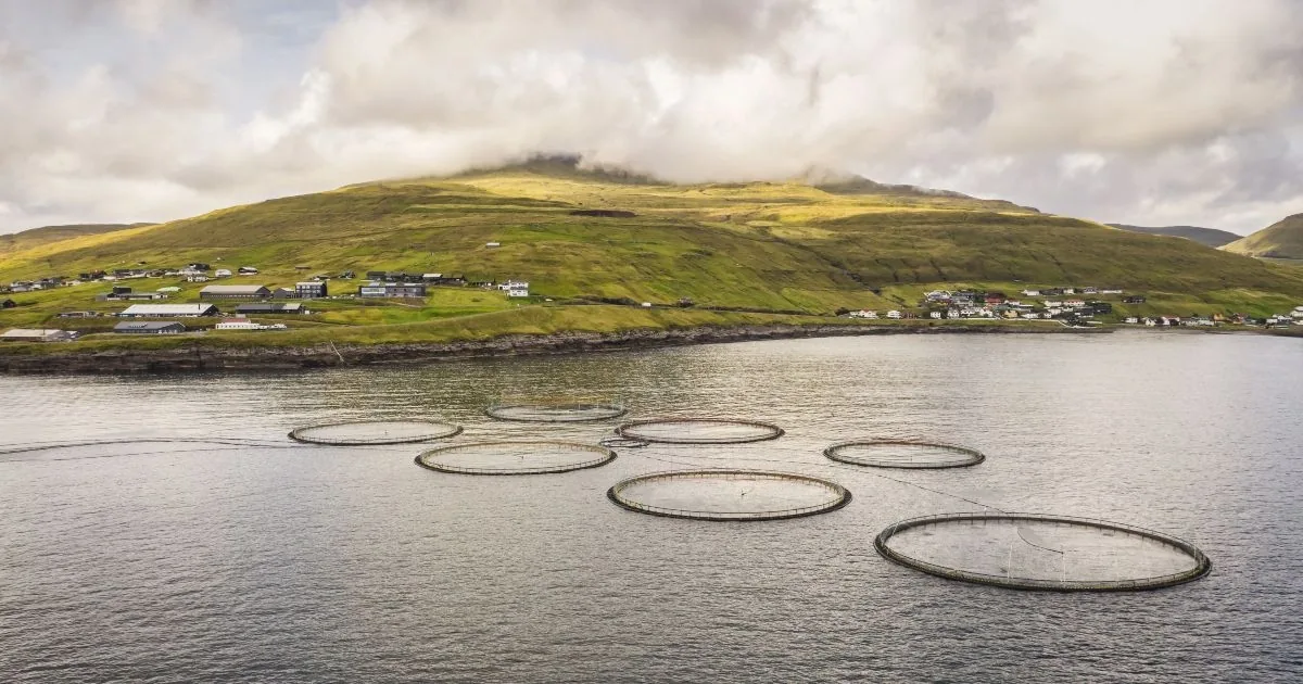 An aerial shot of a salmon farm in Scotland.