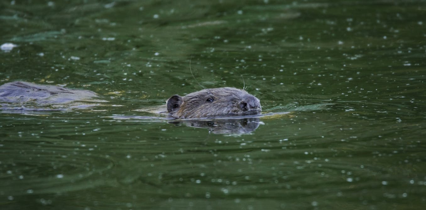 How beavers can help create fire breaks as part of a drought preparation plan