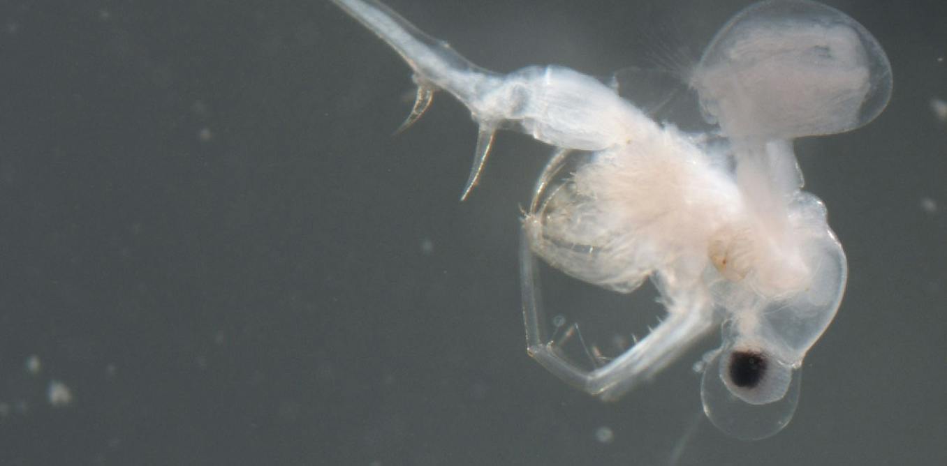 One of Canada’s worst invasive species may have arrived naturally
