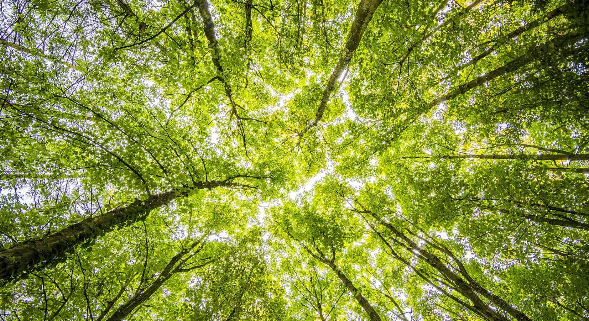Brampton still needs to plant 700K new trees to meet million tree goal