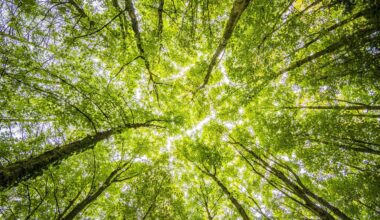 Brampton still needs to plant 700K new trees to meet million tree goal