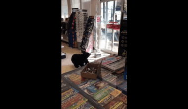Mother bear that wandered into B.C. store killed by conservation officers