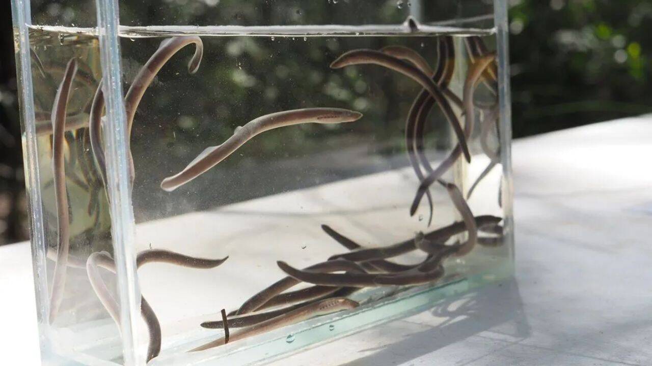 Australian brook lamprey caught in field. Image Credit: Griffith University How did Luke Carpenter-Bundhoo find the ancient ‘vegan Dracula’ fish so far beyond its known range