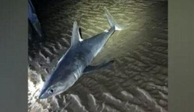 Porbeagle shark washed up days after whale deaths