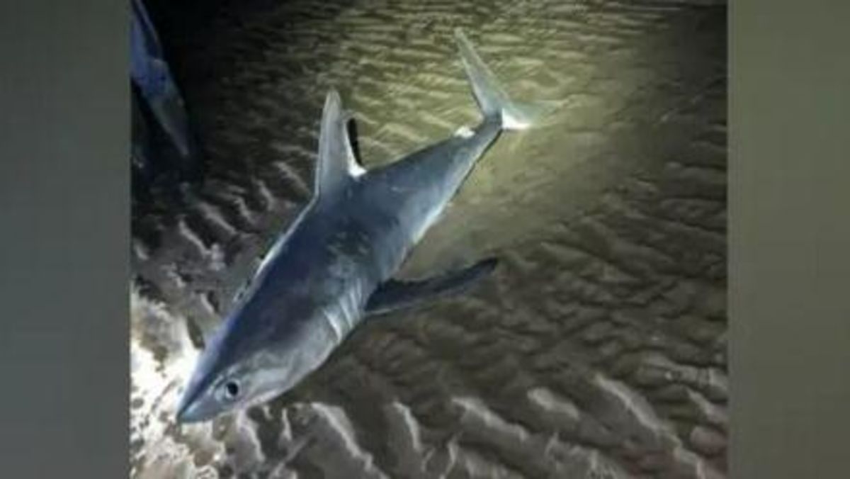 Porbeagle shark washed up days after whale deaths
